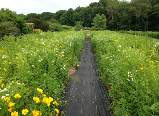 Planting for Pollinators: Establishing a Wildflower Meadow from Seed [fact  sheet]