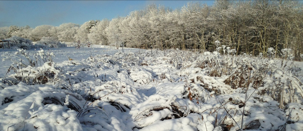 The meadow in winter.