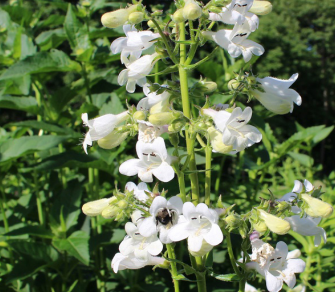 Planting for Pollinators: Establishing a Wildflower Meadow from Seed [fact  sheet]