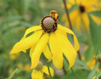 coneflower