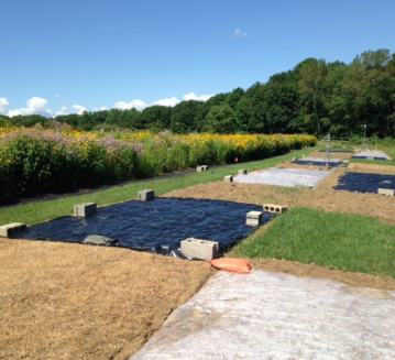 Planting for Pollinators: Establishing a Wildflower Meadow from Seed [fact  sheet]