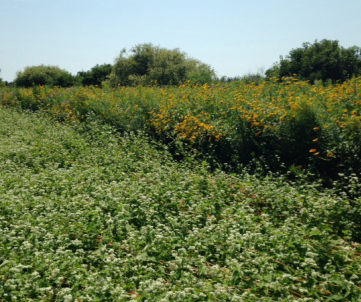 Wildflower Seeding: When is the Best Time to Plant Wildflowers in