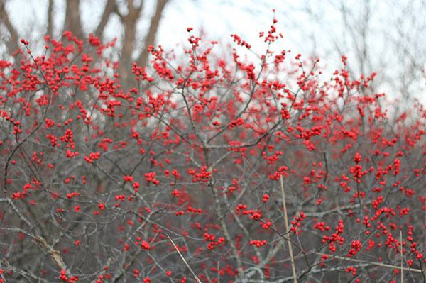 The fruit persists through early to mid-winter on the winterberry holly.