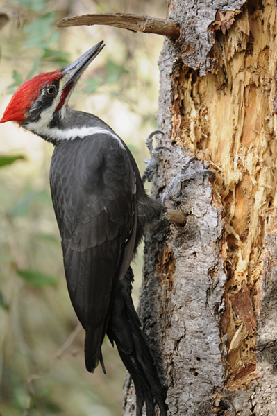 Woodpecker on Dead Tree
