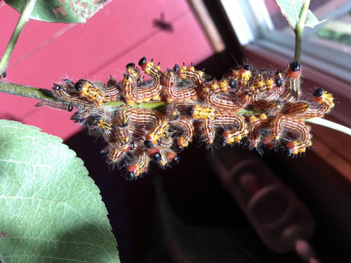 yellownecked caterpillar (Datana ministra)