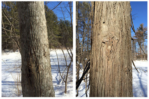 You can see how the bark of a young shagbark hickory (left) can look quite different from an older one (right). As the tree matures, the bark begins to show more of the characteristic peeling, or shag, for which the tree got its name.