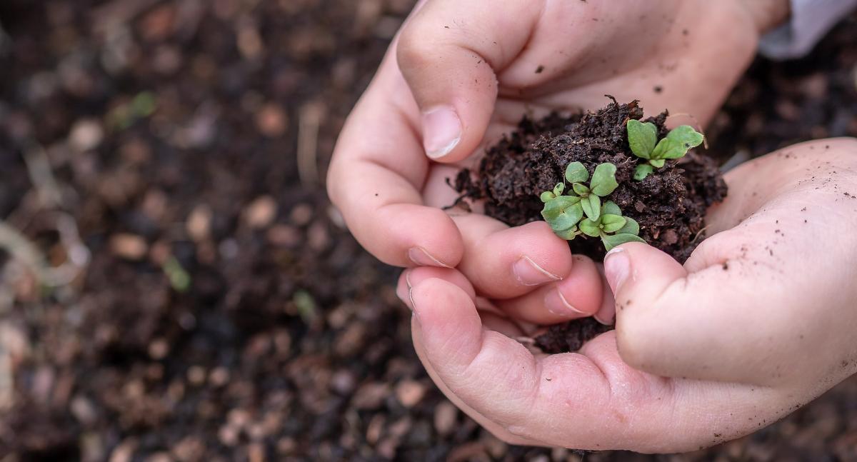 Plant a Row New Hampshire 4 H