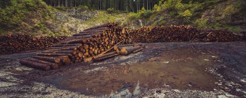 logs stacked outdoors
