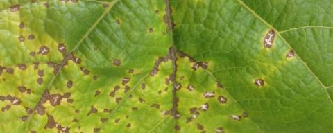 close-up of plant leaf