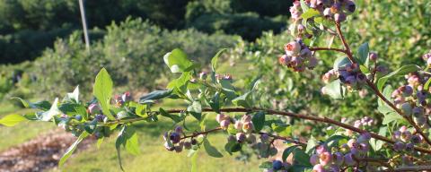 Blueberries in an orchard