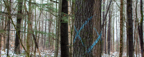 trees with blue paint on trunk