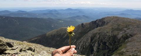 invasive dandelion