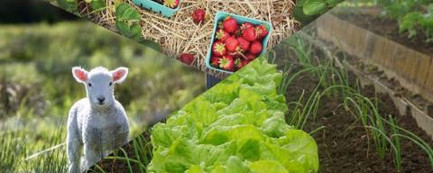 Collage of lettuce, lamb, strawberries
