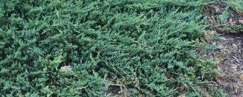 groundcover creeping juniper (Juniperus horizontalis)