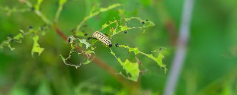 Viburnum Leaf Beetle Larva