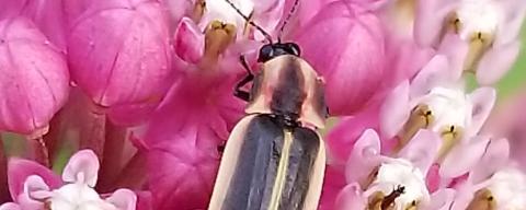 Firefly on Swamp Milkweed