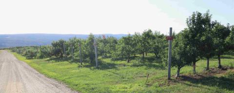 Shot of rows of fruit trees