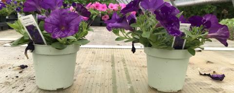 Picture of two potted petunia plants on a table