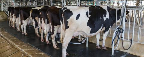 Cows in milking parlor.