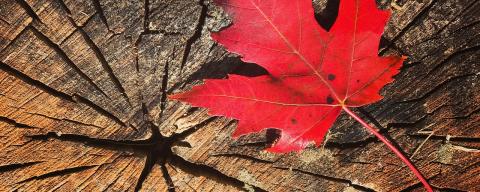 Red maple leaf on wood