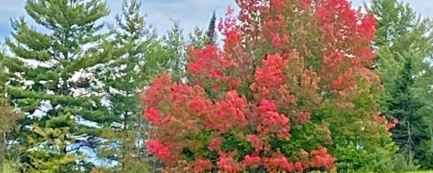 Maple trees with red foliage