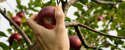 Person picking apple from tree