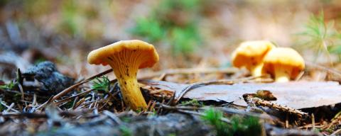 Yellow chanterelle mushrooms in woods