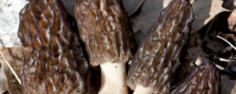 Brown morel mushrooms on leaves