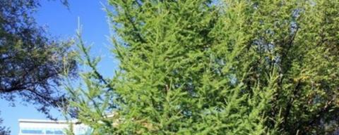 Blue green needles on tamarack tree