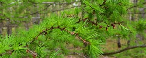 Green tamarack needles on a tree branch