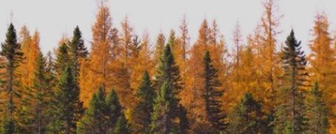 Yellow and orange tamarack trees with Pine trees
