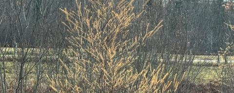 Yellow needles on tamarack tree