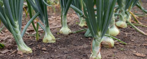 Rows of onions in soil