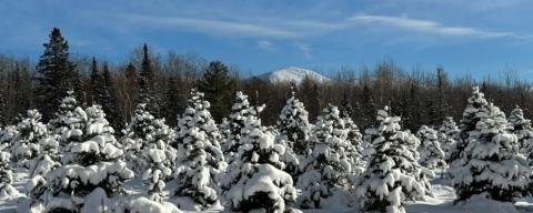 Christmas trees covered in snow at a tree farm