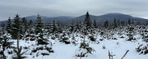 Different sized Christmas trees in the snow on a tree farm with mountains in the background