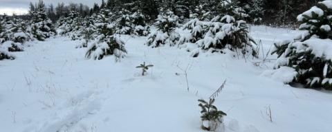 Christmas Trees on a tree farm covered in snow