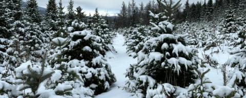 Rows of christmas trees covered in snow on a christmas tree lot