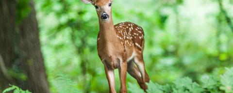 Deer standing in the green woods