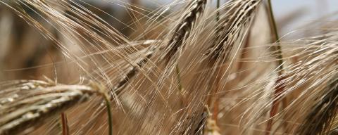 Close up of wheat in a field.
