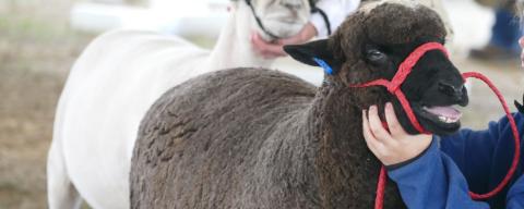 Sheep being shown at sheep show