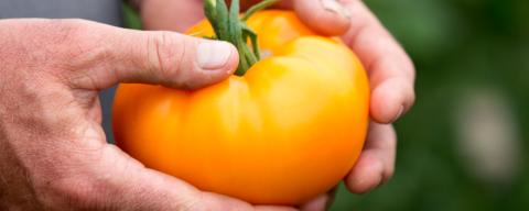 Hands holding an orange tomato