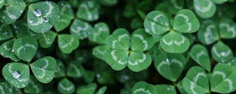 Patch of clovers with a four-leaf clover in the middle