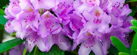 Purple and white rhododendron