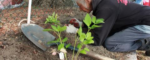 Woman planting in garden