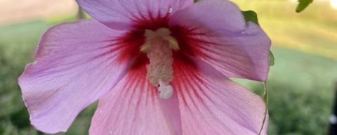 Pink Rose of Sharon flower