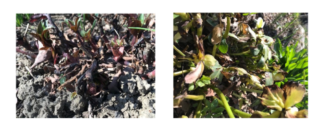 Two photos of blackened plants, showing black death of hellebore