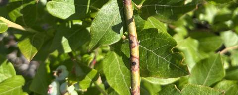 Gibbera twig blight shows black spots, stromata, with red margins
