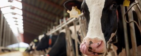 Cows standing at the feedbunk in a freestall barn