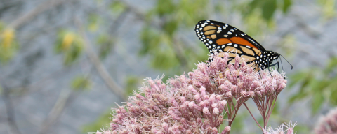 butterfly on pink flower