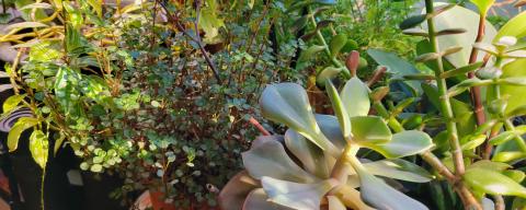 several house plants crowded together in a window